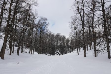 Hike in Aazr Forest