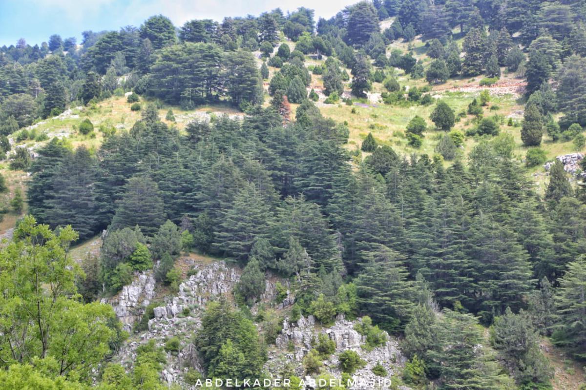 Lizab and Cedar Trail –  Akkar