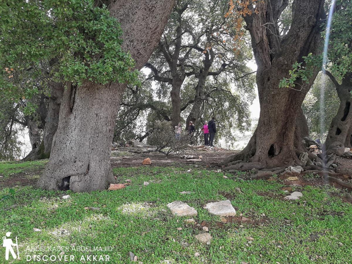 Jungle Trail –  Akkar