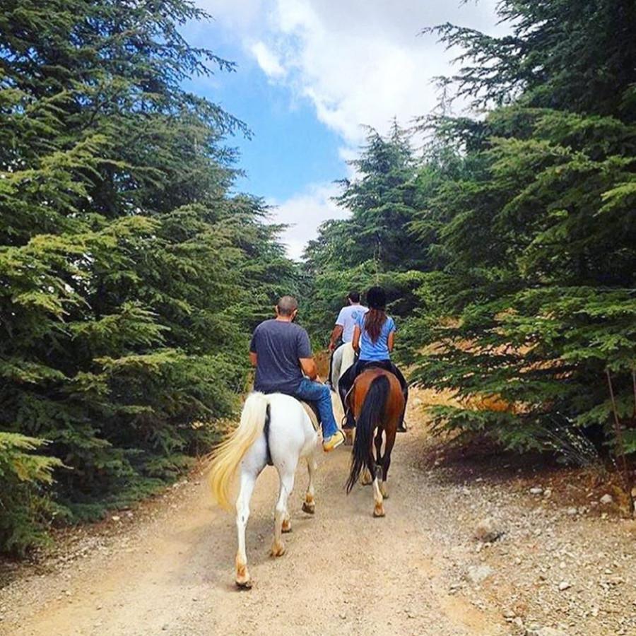 نادي سيدارز لركوب الخيل