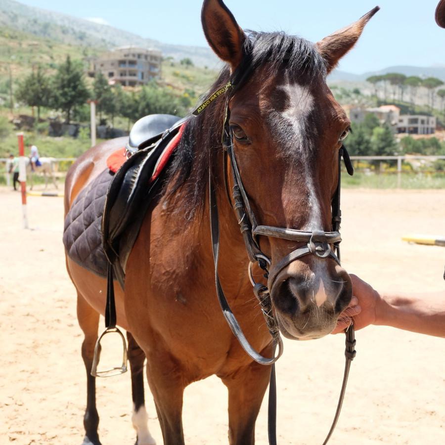 نادي سيدارز لركوب الخيل