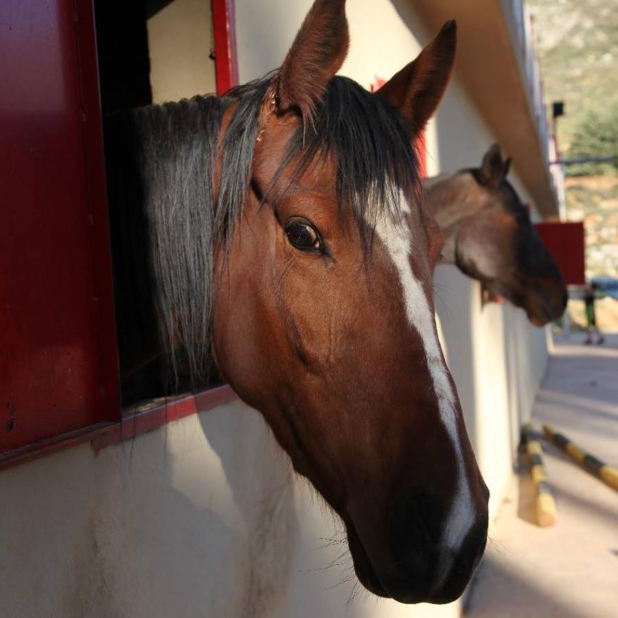 نادي سيدارز لركوب الخيل