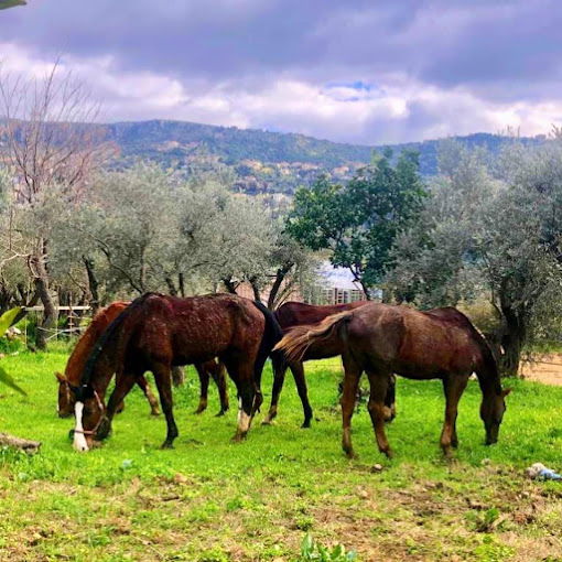 نادي الأدهم لركوب الخيل