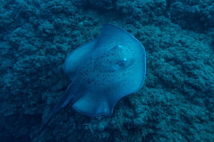 Diving in Beirut