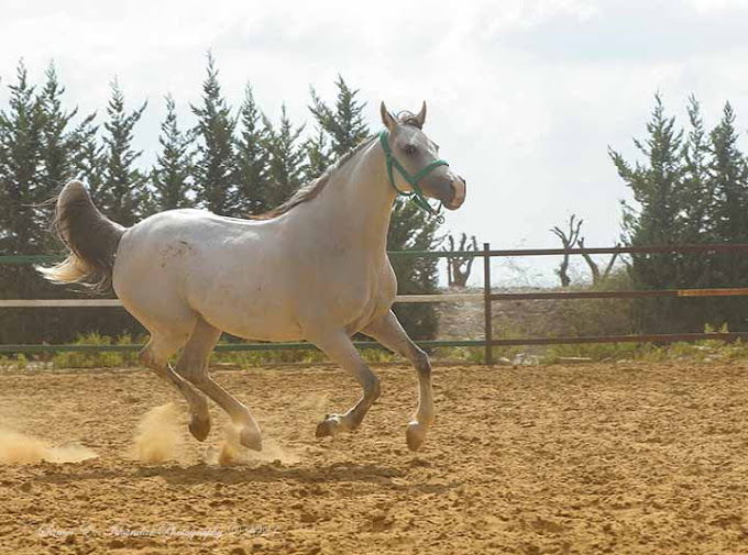 ركوب الخيل في جزين