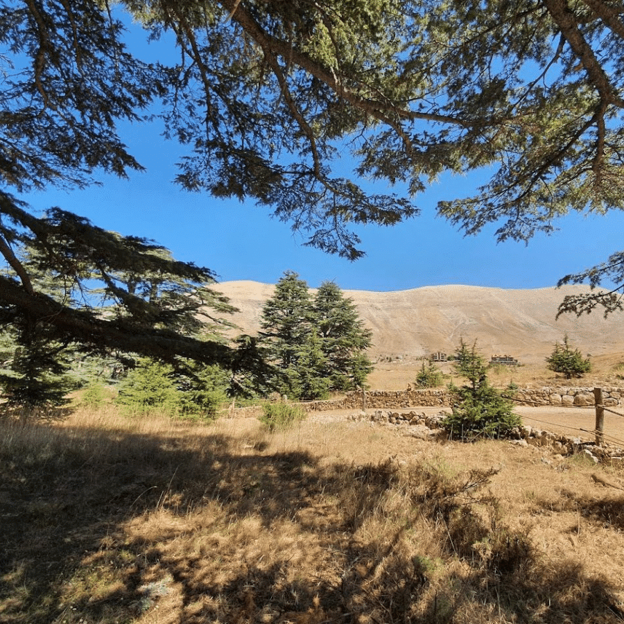 Cedars Forest