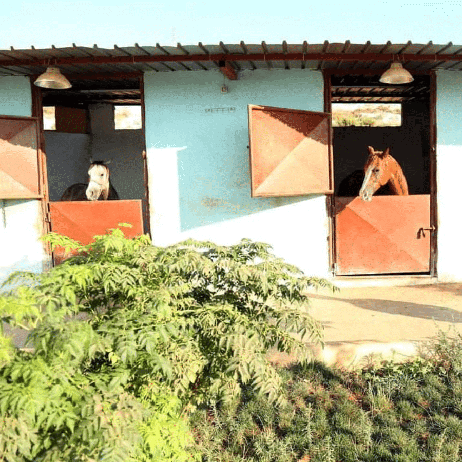 Al Adeyyat Horse Club