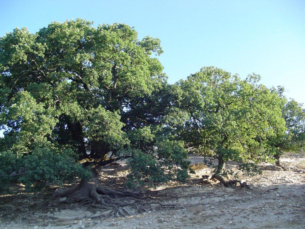 محمية جبل الريحان